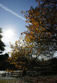 fotografia, materiale, libero il panorama, dipinga, fotografia di scorta,Autunno di fiori ciliegio, Foglie colorate, foglia di albero ciliegio, Foglie cadute, albero ciliegio