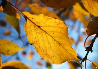 photo,material,free,landscape,picture,stock photo,Creative Commons,The leaf vein which turned red and yellow, Colored leaves, leaf of cherry tree, Fallen leaves, branch