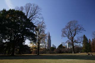 photo, la matire, libre, amnage, dcrivez, photo de la rserve,Une tour qui construit et un parc, btiment de tour, Shinjuku a dvelopp le centre de ville rcemment, Feuilles baisses, arbre