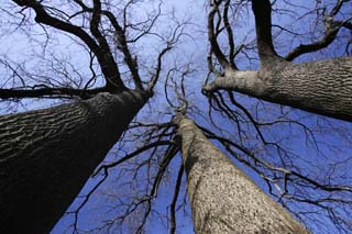 photo,material,free,landscape,picture,stock photo,Creative Commons,The sky of three brothers, The bark, blue sky, Fallen leaves, tree