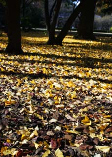 photo,material,free,landscape,picture,stock photo,Creative Commons,A dance of dead leaves, The ground, ginkgo, Fallen leaves, ginkgo