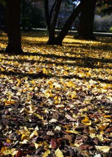 Foto, materieel, vrij, landschap, schilderstuk, bevoorraden foto,Een dans van dood loof, Ht gemaald, Ginkgo, Gevallene verloven, 