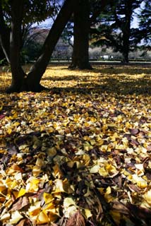 photo,material,free,landscape,picture,stock photo,Creative Commons,A carpet of dead leaves, The ground, ginkgo, Fallen leaves, ginkgo