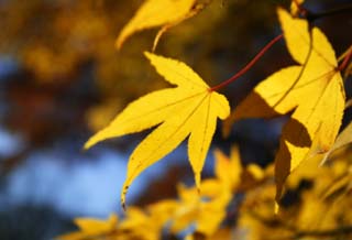 photo, la matire, libre, amnage, dcrivez, photo de la rserve,La feuille Autum est jaune, Feuilles colores, rable, Feuilles baisses, arbre