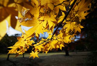 photo, la matire, libre, amnage, dcrivez, photo de la rserve,La feuille Autum est jaune, Feuilles colores, rable, Feuilles baisses, arbre