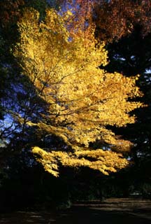 photo,material,free,landscape,picture,stock photo,Creative Commons,Autum leaf is yellow, Colored leaves, Maple, Fallen leaves, tree