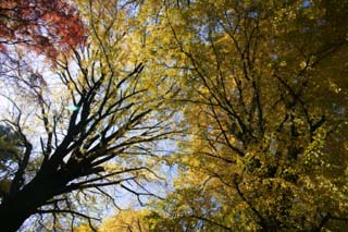 Foto, materiell, befreit, Landschaft, Bild, hat Foto auf Lager,Herbst einer ginkgo-Drehung rot und gelb, Frbte Bltter, Ahorn, Abgefallene Bltter, Baum