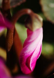 photo, la matire, libre, amnage, dcrivez, photo de la rserve,Une spirale d'un cyclamen, cyclamen, bourgeon, , plante en pot