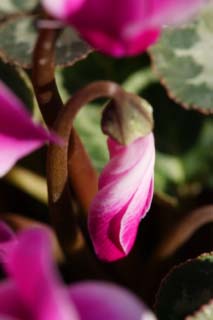photo,material,free,landscape,picture,stock photo,Creative Commons,A spiral of a cyclamen, cyclamen, bud, , potted plant