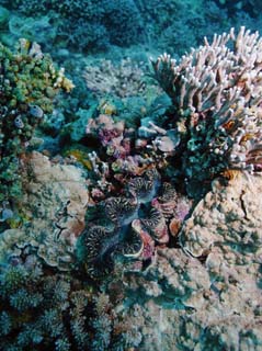 photo,material,free,landscape,picture,stock photo,Creative Commons,A lip of a giant clam shellfish, giant clam fellow, Coral, Coral, underwater photograph