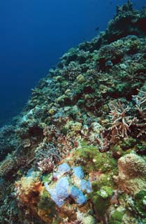 photo,material,free,landscape,picture,stock photo,Creative Commons,The sea of a coral reef, fish, Coral, Coral, underwater photograph