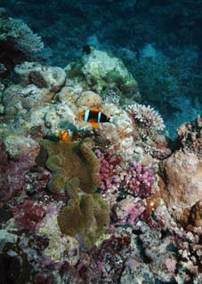 fotografia, materiale, libero il panorama, dipinga, fotografia di scorta,Un pesce di anemone, pesce di anemone, Nimmo, , fotografia subacquea