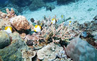 photo, la matire, libre, amnage, dcrivez, photo de la rserve,Poisson tropique, Poisson tropique, Corail, , photographie sous-marine