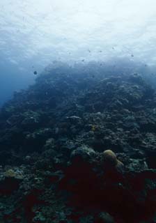 Foto, materieel, vrij, landschap, schilderstuk, bevoorraden foto,De zee van een koraal rif, Reus clam snuiter, Koraal, , Onderwatere foto