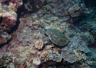 photo,material,free,landscape,picture,stock photo,Creative Commons,Sea turtle sleeps, seturtle, , , Coral