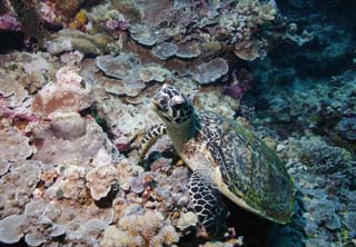 photo,material,free,landscape,picture,stock photo,Creative Commons,Waking of a sea turtle, seturtle, seturtle, seturtle, Coral