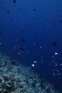 photo,material,free,landscape,picture,stock photo,Creative Commons,Fish flying by a torrent, Tropical fish, Coral, Blue, diving