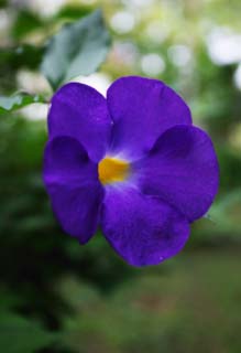 photo,material,free,landscape,picture,stock photo,Creative Commons,A flower of a southern country, tropical plant, Bluish violet, petal, flower