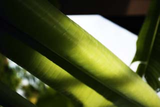 Foto, materieel, vrij, landschap, schilderstuk, bevoorraden foto,Een symphonie van een banaan, Banaan, Vel, Vel ader, Ik ben groen