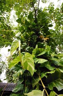 photo, la matire, libre, amnage, dcrivez, photo de la rserve,Un sauvage lierre-arum, lierre-arum, plante d'intrieur, La jungle, feuille