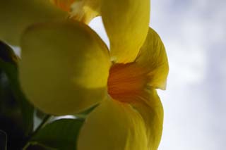 photo,material,free,landscape,picture,stock photo,Creative Commons,A yellow frangipani, frangipani, Yellow, petal, petal