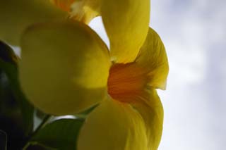 photo, la matire, libre, amnage, dcrivez, photo de la rserve,Un frangipani jaune, frangipani, Jaune, ptale, 