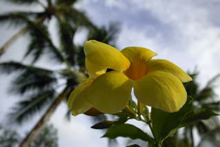 photo,material,free,landscape,picture,stock photo,Creative Commons,The sky of a frangipani, frangipani, Yellow, petal, petal