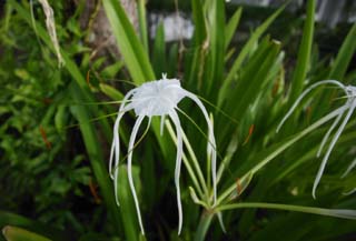 photo,material,free,landscape,picture,stock photo,Creative Commons,A white flower, White, , petal, petal