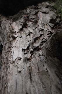 Foto, materiell, befreit, Landschaft, Bild, hat Foto auf Lager,Die Geschichte einer Hirnrinde, Die Rinde, Hirnrinde, Wood, Baum