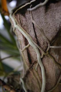 photo,material,free,landscape,picture,stock photo,Creative Commons,A blood vessel of an orchid, orchid, , root, 