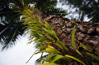 photo,material,free,landscape,picture,stock photo,Creative Commons,Grass of the bark, fern, fern, coconut tree, The bark
