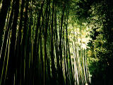 fotografia, material, livra, ajardine, imagine, proveja fotografia,Arvoredo de bambu noturno, , , , 