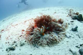 fotografia, materiale, libero il panorama, dipinga, fotografia di scorta,Un pesce di anemone, , pesce, Nimmo, pesce di anemone