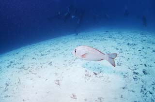 Foto, materieel, vrij, landschap, schilderstuk, bevoorraden foto,Een duiker en een zee brasem, Sebream, Vis, Duikend, Zandige wijk