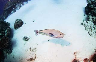 photo, la matire, libre, amnage, dcrivez, photo de la rserve,Un poisson et contact de l'oeil, Palaos, poisson, plonger, rgion sablonneuse