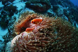 photo,material,free,landscape,picture,stock photo,Creative Commons,A sea anemone and an anemone fish, anemone fish, seanemone, Nimmo, Coral