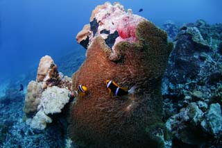 Foto, materiell, befreit, Landschaft, Bild, hat Foto auf Lager,Eine Meeresanemone und eine Anemone fischen, Anemonenfisch, seanemone, Nimmo, Koralle