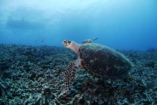 photo,material,free,landscape,picture,stock photo,Creative Commons,A sea turtle, seturtle, seturtle, seturtle, Coral