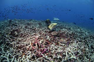 fotografia, materiale, libero il panorama, dipinga, fotografia di scorta,Il Palazzo del Dragone, Pesce tropicale, seturtle, , Corallo