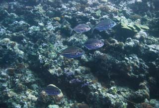 photo,material,free,landscape,picture,stock photo,Creative Commons,A friend of a horse mackerel, horse mackerel, horse mackerel, horse mackerel, Coral