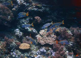 photo,material,free,landscape,picture,stock photo,Creative Commons,A coral reef and tropical fish, Tropical fish, , Coral, Coral