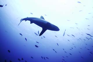 photo,material,free,landscape,picture,stock photo,Creative Commons,Look up at a shark, shark, , , crowd