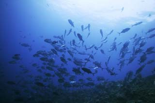 photo,material,free,landscape,picture,stock photo,Creative Commons,A school of horse mackerels, horse mackerel, horse mackerel, horse mackerel, Coral