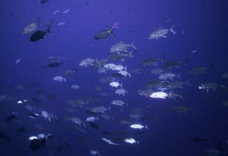 photo,material,free,landscape,picture,stock photo,Creative Commons,A school of horse mackerels, horse mackerel, horse mackerel, horse mackerel, Coral