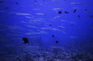 fotografia, materiale, libero il panorama, dipinga, fotografia di scorta,Una scuola di pesce, folla, pesce, bulbo oculare, Corallo