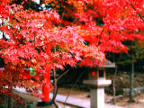 Foto, materieel, vrij, landschap, schilderstuk, bevoorraden foto,Herfst loof, , , , 