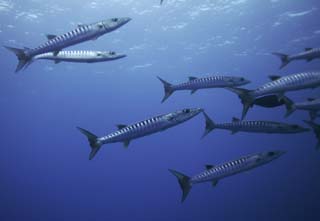 foto,tela,gratis,paisaje,fotografa,idea,Un banco de barracuda, Barracuda, Fenomenal barracuda, Banco de peces, El mar