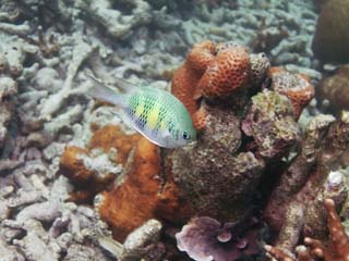 photo, la matire, libre, amnage, dcrivez, photo de la rserve,Corail et poisson tropique, Poisson tropique, , Corail, 