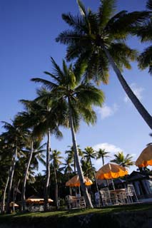 photo,material,free,landscape,picture,stock photo,Creative Commons,A good morning coat resort, coconut tree, Lasi, parasol, blue sky