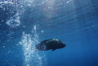 fotografia, materiale, libero il panorama, dipinga, fotografia di scorta,Guardi su a Napoleone pesce, bolla, Pesce tropicale, Napoleone il pesce, Il mare